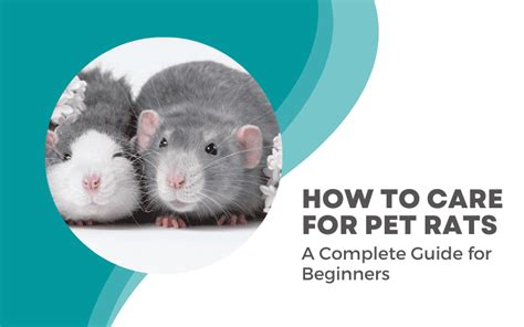 Rat Care 101 A Complete Rat Care Guide For Beginners Animallama