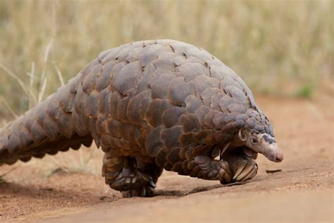 12 Passionate Facts About Pangolins Fact City