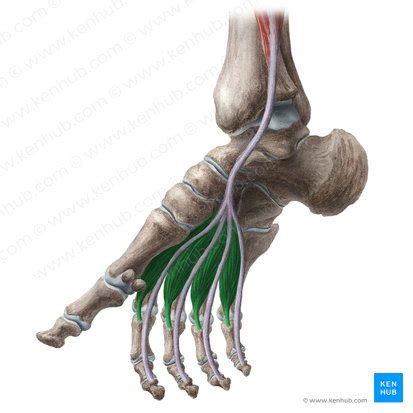 Musculi Lumbricales Pedis Anatomie Funktion Kenhub