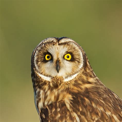 A Short Eared Owl Stares Birdnote