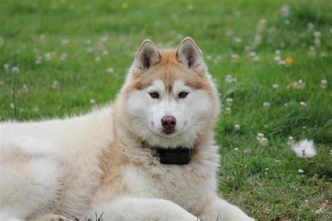 Free Images Pet Two Race Vertebrate Dog Breed Akita Inu