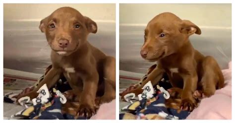 Rescued Puppy Cannot Stop Smiling Now That She Is Safe