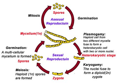 Haploid Fungi Life Cycle