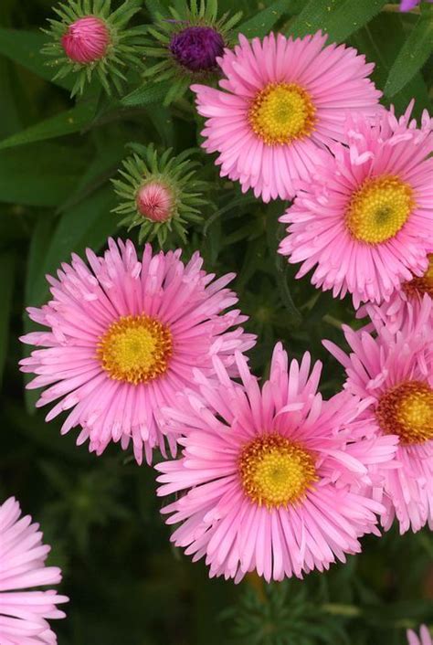 Check spelling or type a new query. The Meaning Behind Popular Valentine's Day Flowers ...