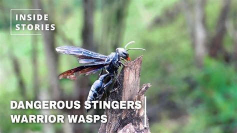 The Warrior Wasp Most Painful Stinging Insects Youtube