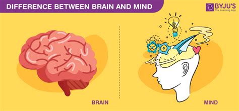 The Differences Between The Mind And The Brain Daria Albers