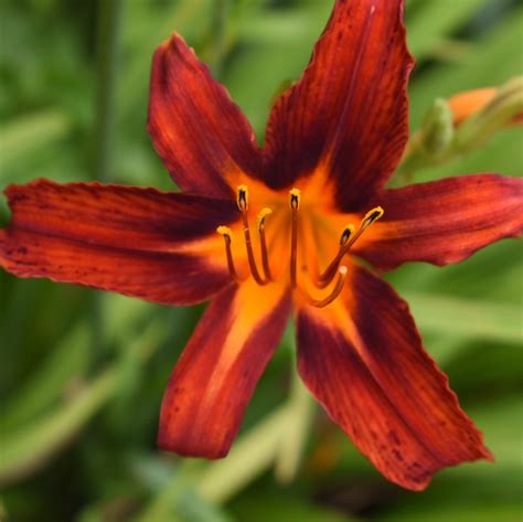 Orange And Red Daylilies