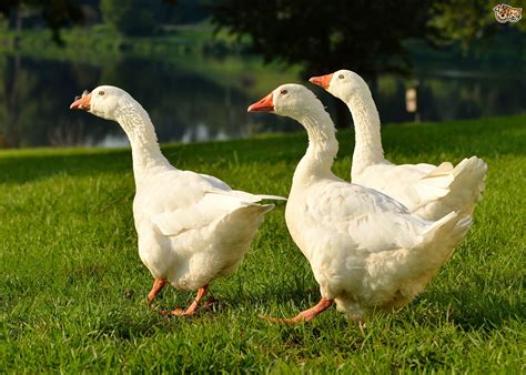 We did not find results for: Why You Should Keep Geese | Pets4Homes