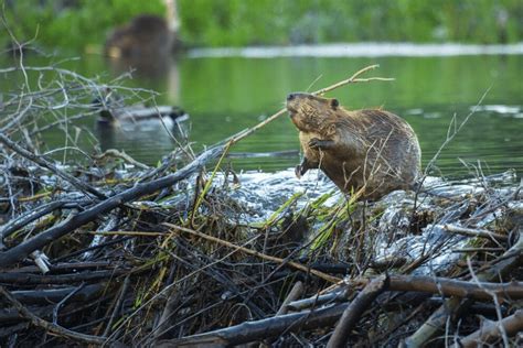 North American Beaver Facts Critterfacts
