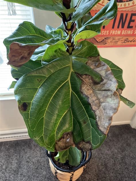 Cold Damage Root Rot Lack Of Sunlight The Fiddle Leaf Fig Plant