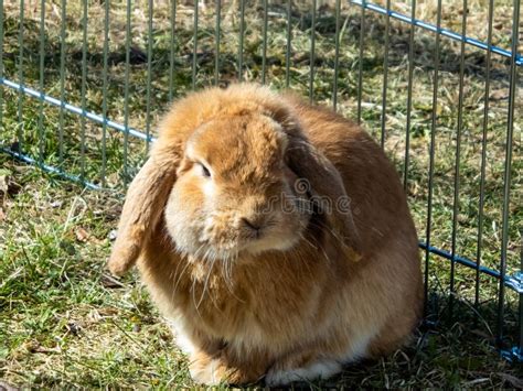 Brown And White Coloured Lop Rabbit With Ears Down On Grass Stock Photo