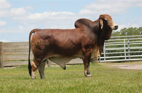 Brahman cattle, breed of beef cattle developed in the s united states in the early 1900s by combining several breeds or strains of zebu cattle of india. Visit Our Brahman Cattle Ranch in Florida, They Look Even ...