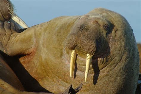 Walruses Wild Animals News And Facts