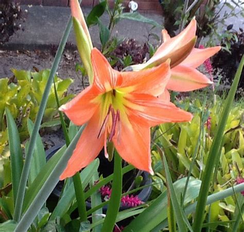 Lovely Lily Growing In My Garden South African Flowers African