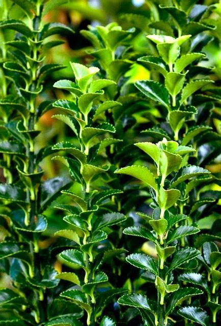 Euonymus Japonicus Green Spire Hedge Hedging Plants Direct