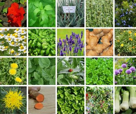 35 Easy To Grow Medicinal Plants To Make Your Own Herbal Remedies