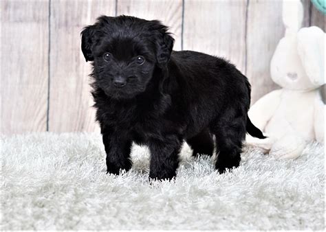 These gorgeous pups are ready to go to their forever homes now. Larry the Maltipoo ($900) - Top Dog Puppies