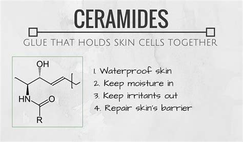 All About Ceramides In Skincare 💕 Korean Beauty Amino
