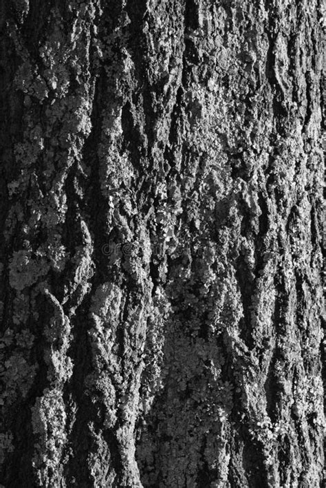 Black And White Tree Bark Texture Stock Image Image Of Natural White