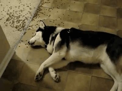 Created by aradona community for 8 years. Dog Lying on Floor Eating Food | Gifrific
