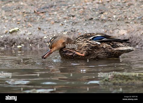 Mallard Duck Stretching Its Neck And Using Its Foot To Scratch Its Chin