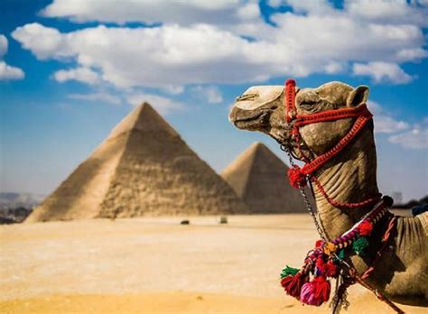 Book your egypt tours from australia with us, and enjoy a fantastic and memorable holiday in egypt. Camel ride trip at the Open desert of Giza Pyramids from ...