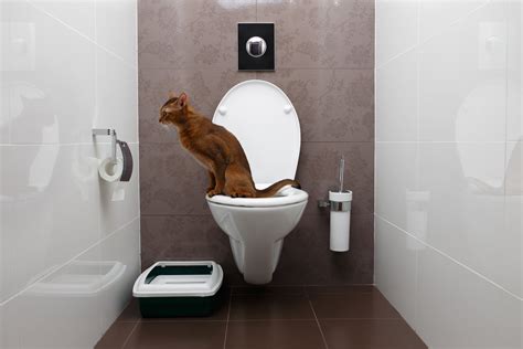 How To Train Cat To Use Toilet Storables