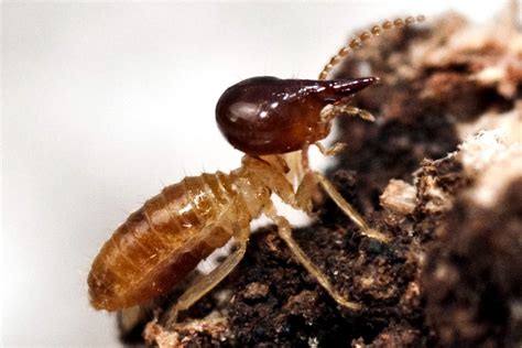 Types Of Termite Species In Brisbane Part Ii