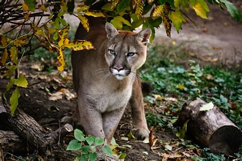 Unusual Cougar Sightings Continue On The Coast Portland Monthly