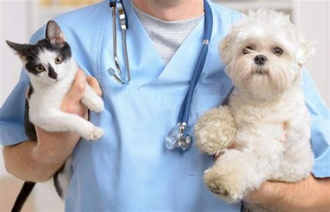 How To Choose Right Vet Clinic For Your Multi Breeds Pets Vetmed