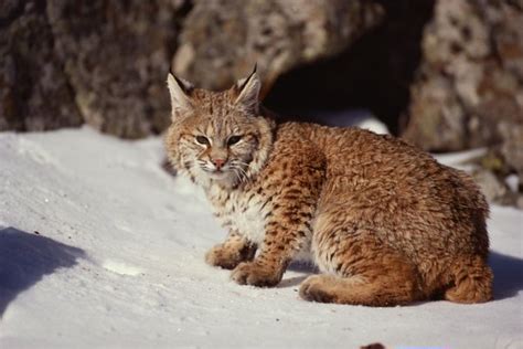 The Cats That Look Like Bobcats Pets