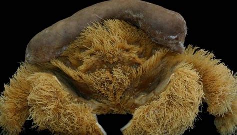 Lamarckdromia Beagle Kiwi Scientist Declares Fluffy Crab Discovered