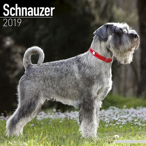 Every 2021 euro match and every venue courtesy of the roadtrips team. Schnauzer (Euro) - Calendars 2021 on UKposters/Abposters.com