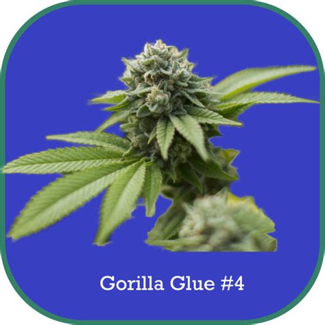 Gorilla Glue 4 The Bean Bank Feminized Cannabis Seeds