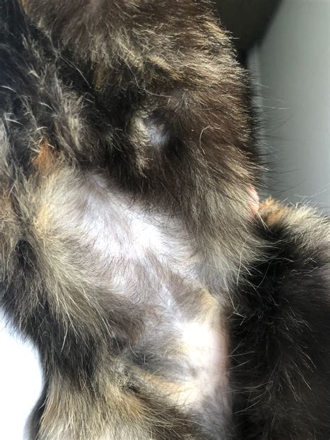 My Cat Has Bald Spots On The Back Of Her Hind Legs And Stomach These