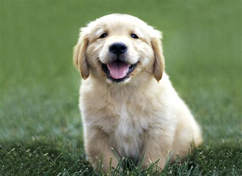 Golden Retriever Puppy Flickr Photo Sharing