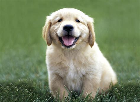 Puppies Place