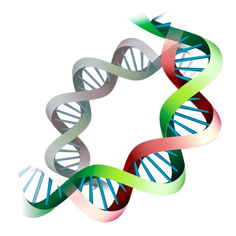 Dna Clipart Epigenetics Picture 926139 Dna Clipart Epigenetics