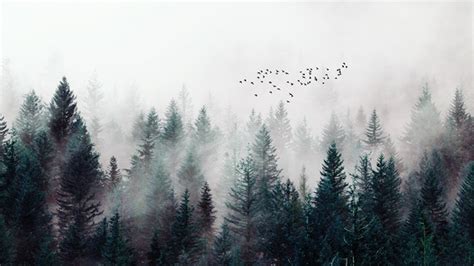 Download Misty Forest Wallpaper Hd