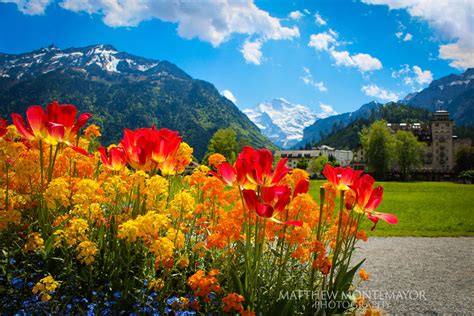 Interlaken Switzerland Flowers Print Swiss Alps Mountain