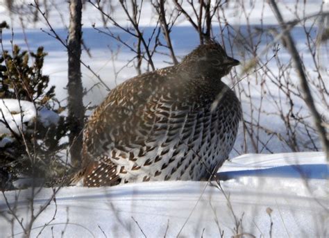 North Shore Nature Sharp Tailed Grouse On The Black Bay Fen