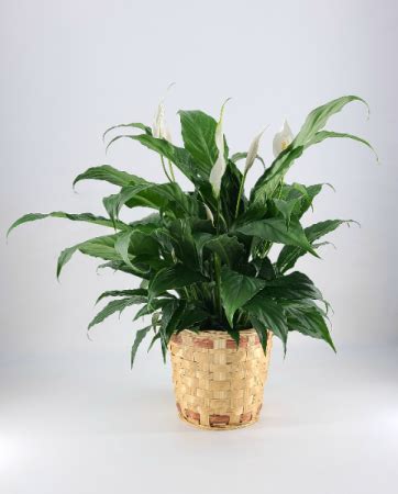 The downtown occupies a superb position overlooking lake champlain and the adirondack mountains of new york. Peace Lily - Spathiphyllum clevelandii in Burlington, VT ...