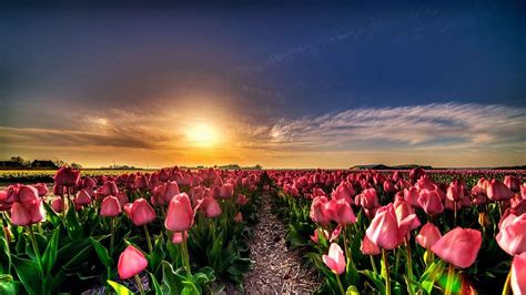Tulip Field Netherlands Blossoms Clouds Sky Tulips Spring Sun