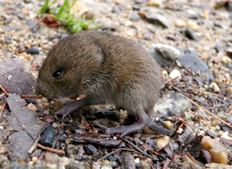 9 Tips For Preventing Vole Damage In The Landscape Wiscontext