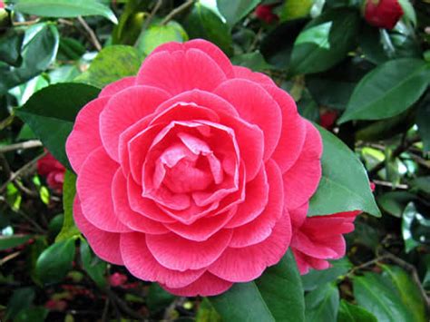 Camellia State Flower Of Alabama Pictures