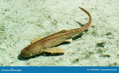 Cute Dotted Brown Shark Close To The Sand Stock Image Image Of Nature