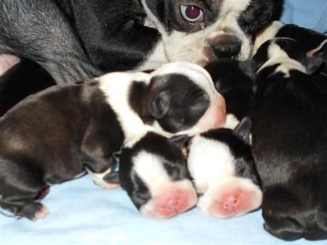 Below we've outlined the 5 steps to get you closer to having your own furman boston terrier alabama alaska arizona arkansas california colorado connecticut delaware district of columbia. Purebred CKC Boston Terrier Puppies for Sale in Dothan ...