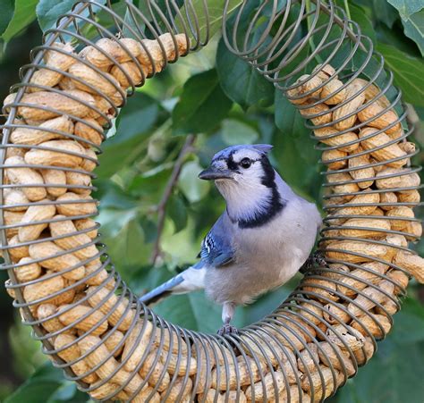 10 Types Of Bird Feeders You Need In Your Backyard Backyard Birds
