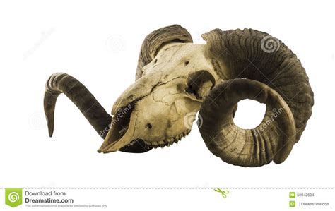 Side View Of Ram Skull With Big Horns Isolated On White