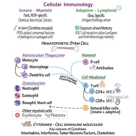 Immunologymicrobiology Glossary Cellular Immunology And Autoimmunity